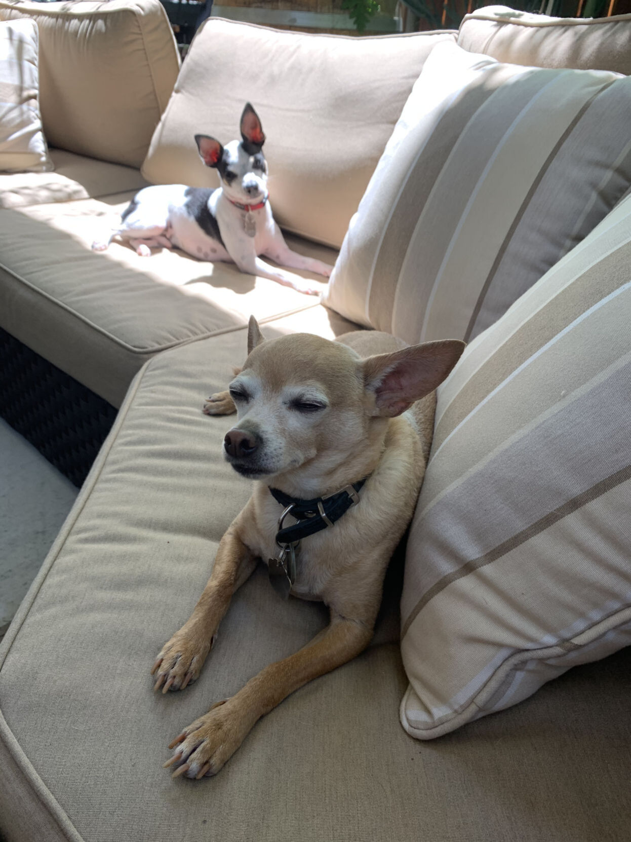 Koby & Enzo